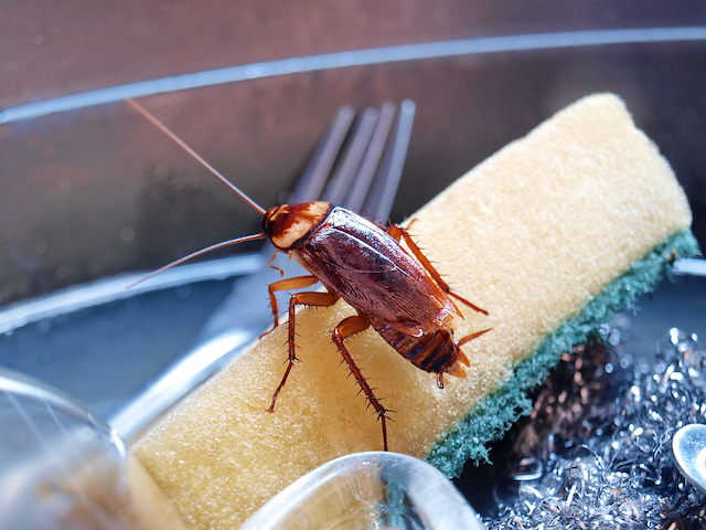 Navigating-the-Roach-Maze-A-Homeowners-Guide-to-Pest-Control
