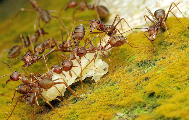Pharaoh-Ants-The-Small-Yellow-Ants