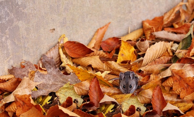 Preventing-Disaster-Early-Steps-to-Halt-Mouse-Infestations
