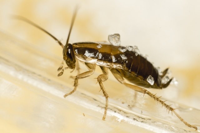 Proactive-Pest-Defense-German-Cockroach-Prevention-Tips