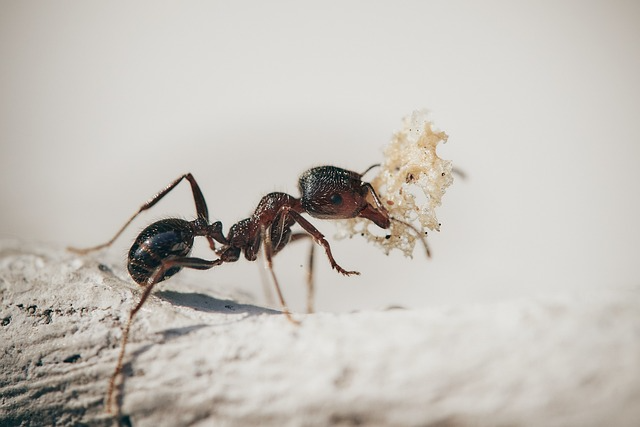 Professional-Pest-Control-Insights-for-Common-Ant-Problems