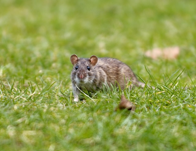 Professional-Pest-Control-for-Rats-When-to-Call-in-the-Experts