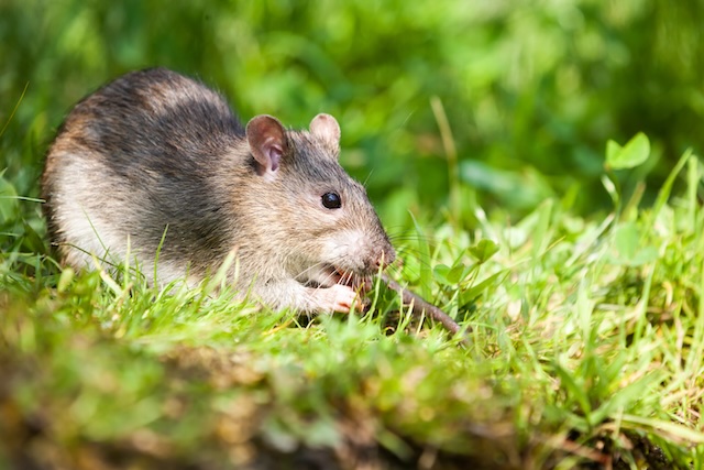 Rat-Proofing-Your-Garden-Protecting-Your-Plants-from-Rodent-Pests