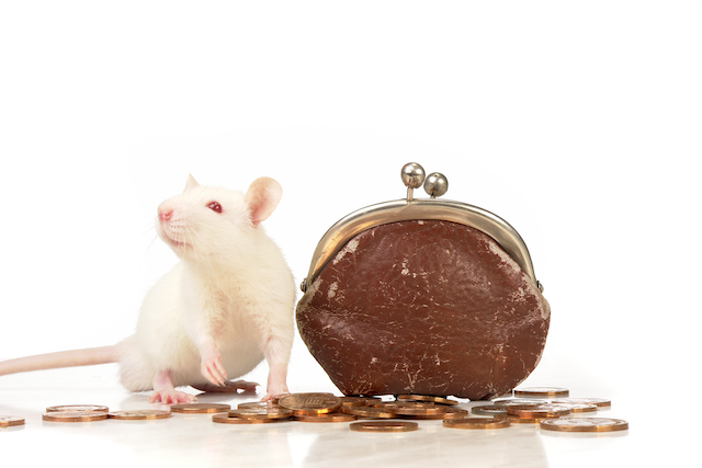 Rat-Wars-A-Guide-to-Professional-Pest-Control-for-Rodent-Remediation