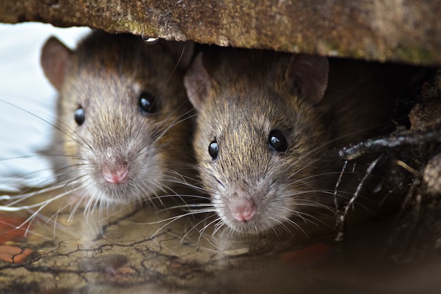 Rats-and-Disease-The-Health-Risks-of-a-Rat-Infestation