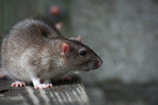Rats-in-the-House-How-To-Get-Them-Out-And-Make-Sure-They-Dont-Come-Back