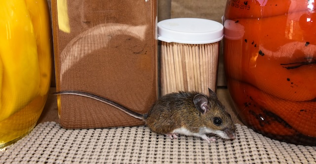 Small-But-Mighty-House-Mices-Adaptation-to-Homes