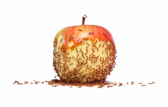 Sugar-Feeding-Vs-Protein-Feeding-Ants