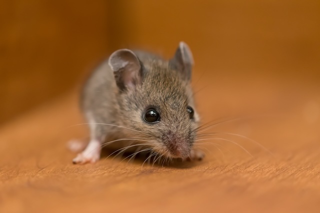 Surviving-Seasons-House-Mices-Resilience-to-Weather-Changes
