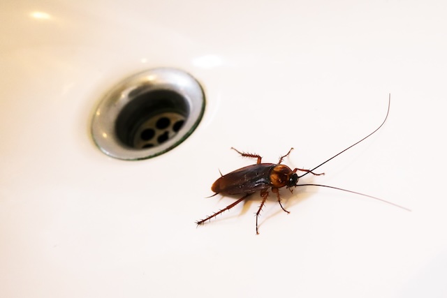 Tactical-Pest-Management-A-Homeowners-Guide-to-German-Cockroach-Control