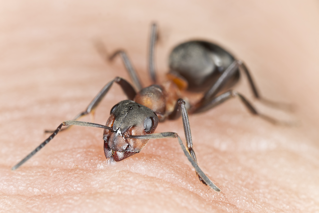 The-Battle-Against-Carpenter-Ants-Tips-for-Homeowners