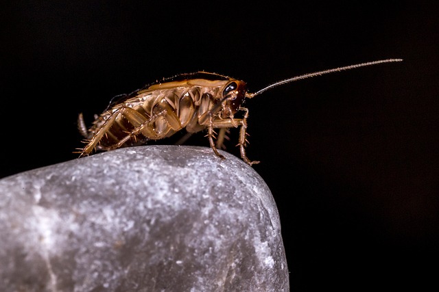 The-Roach-Resilience-Challenge-Overcoming-German-Cockroach-Infestations