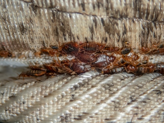 Traveling-Smart-Bed-Bug-Prevention-for-Hotel-Stays