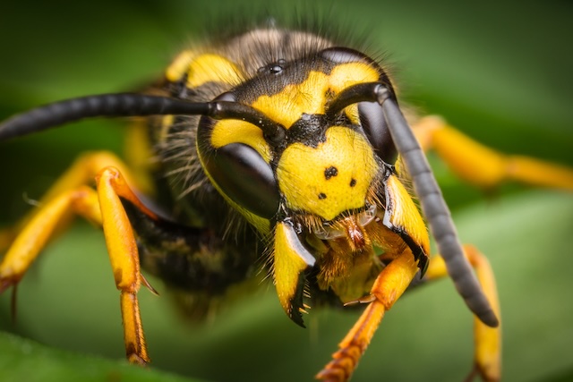 Wasp-Myths-Separating-Fact-from-Fiction