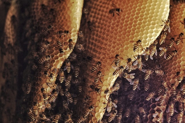 Wasp-Proofing-Your-Outdoor-Events-Tips-for-a-Sting-Free-Gathering