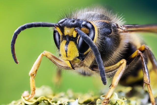 Wasp-Traps-Protecting-Your-Property-Wasp-Proofing-Your-Home