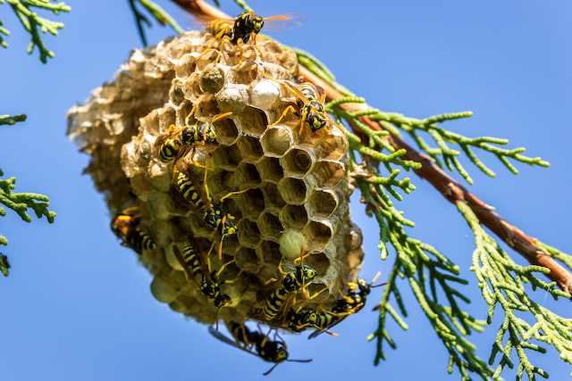 A-Homeowners-Guide-to-Wasp-Control-in-The-Summer