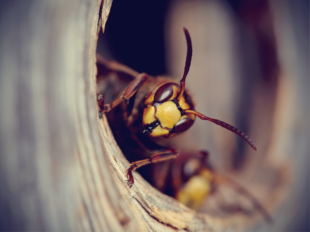 Beyond-the-Sting-Understanding-the-Eco-Friendly-Side-of-Wasp-Control