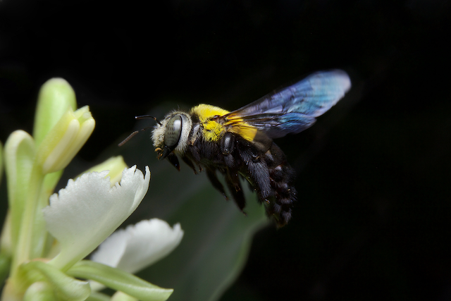 Beyond-the-Swat-Sustainable-Solutions-for-Wasp-Infestations