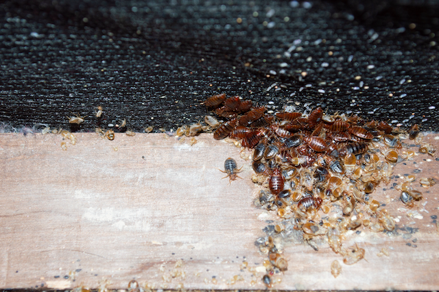 Guarding-Your-Haven-Essential-Steps-for-Bed-Bug-Prevention-During-Travel.