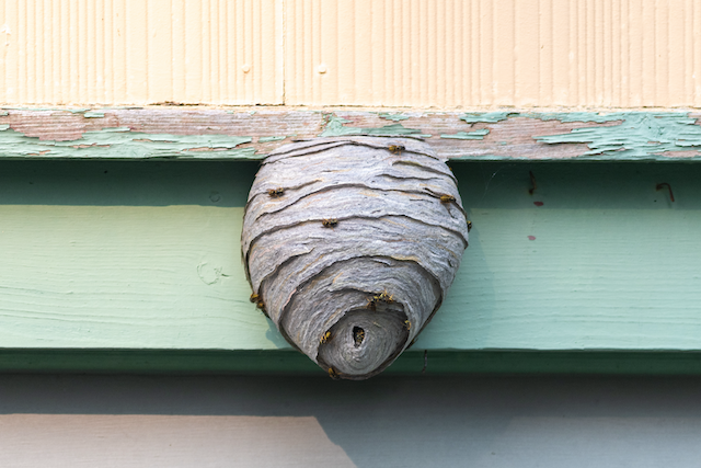 Nesting-Instincts-How-to-Prevent-and-Deal-with-Wasp-Nests