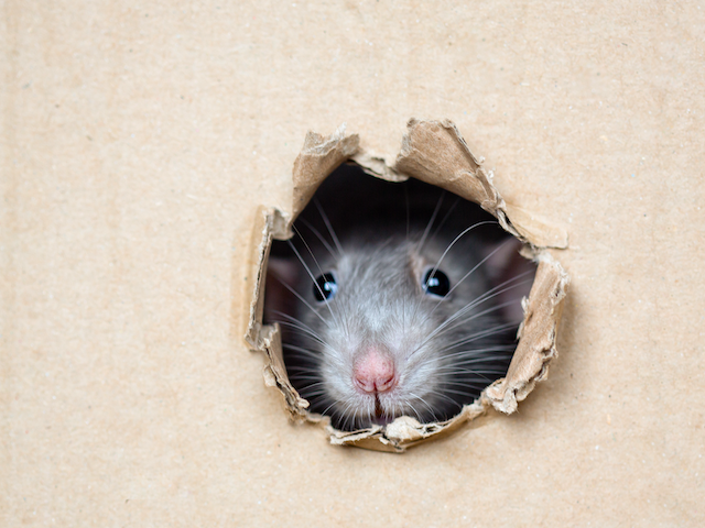 Pest-Control-Pros-Tackling-Rat-Infestations-with-Expert-Precision