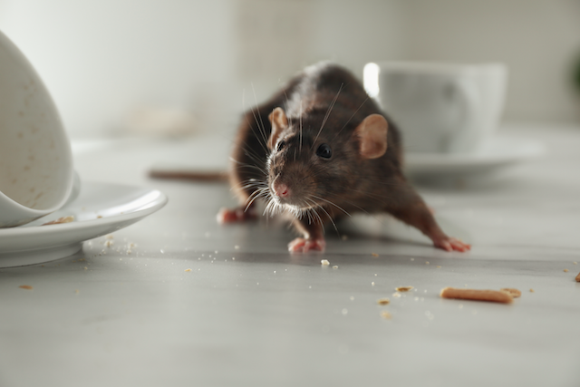 Rat-Free-Living-Strategies-for-Eradicating-and-Preventing-Infestations