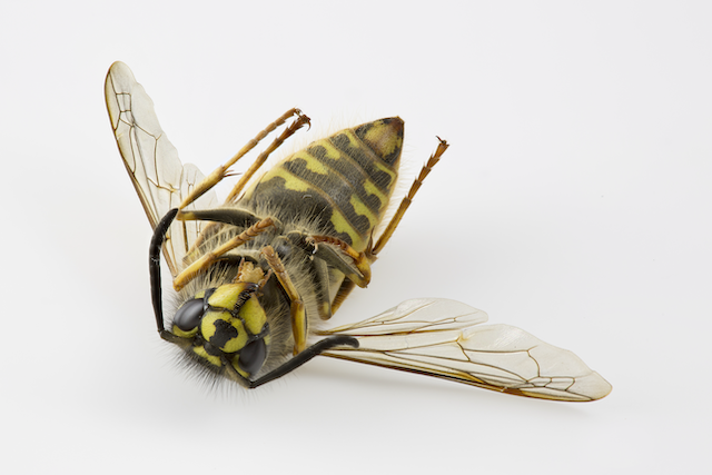 The-Buzz-on-Prevention-Tips-for-Keeping-Wasps-Away-from-Your-Home