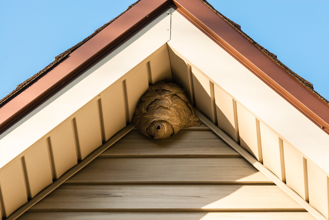 Wasp-Control-Regulations-What-You-Need-to-Know