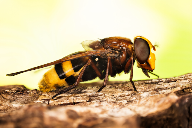 Wasp-Infestation-Costs-Why-Prevention-is-Key