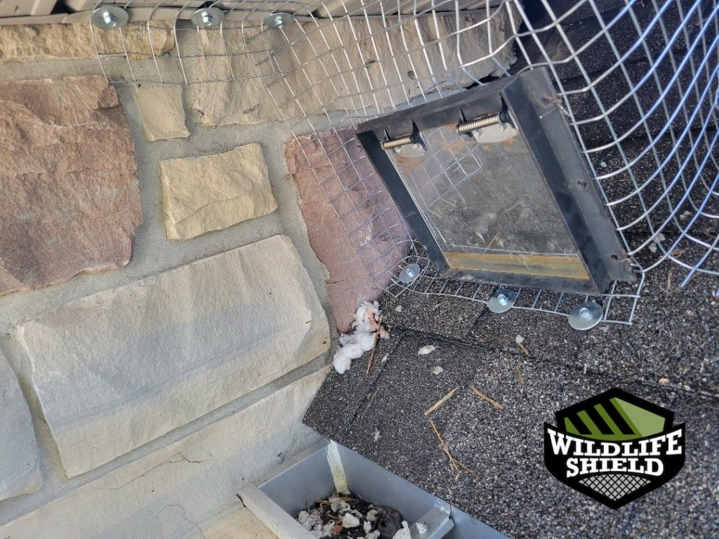 barrie roof one way door install 03 barrie roof one way door install 03