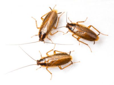 cockroach treatment